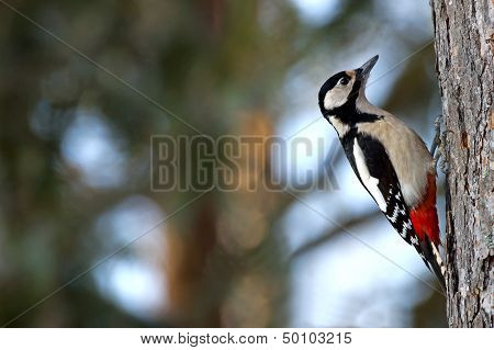 The Great Spotted Woodpecker (dendrocopos Major)