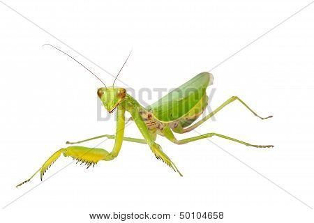 Female European Mantis