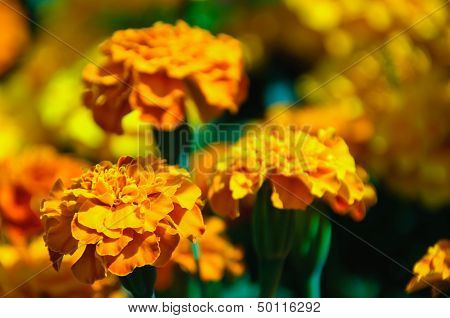 Tagetes flowers