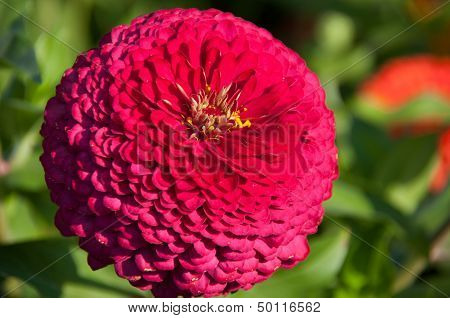 Zinnia bud