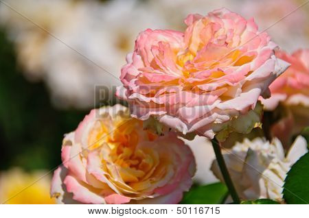 Bud of a Rose