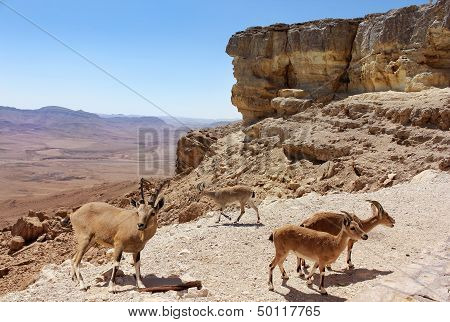 Herd Of Mountain Goats