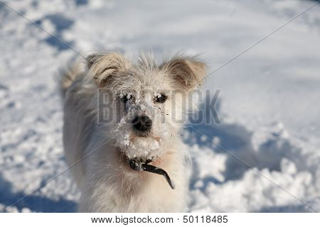 Dog On Snow