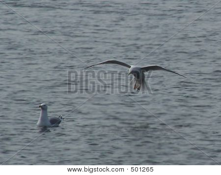 The Seagull