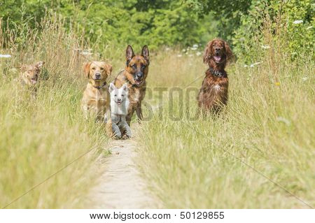 Dogs Waiting For Command