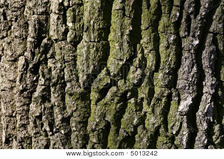 Texture de l'écorce