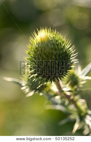 Close up, Milk thistle in all its glory .