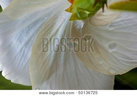 Petals Of White Hibiscus, Water Drops, Droplets, Soft, Natural,