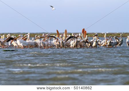 Colony Of Pelicans