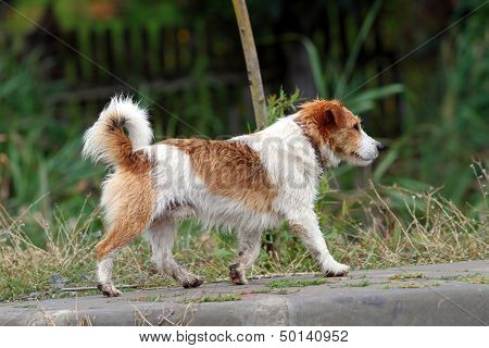 Little Dog Walking