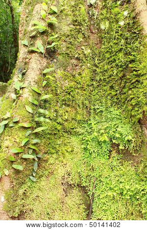 green moss