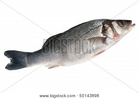 Sea Bass