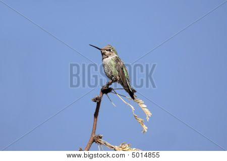 Annas Hummingbird (calypte Anna)
