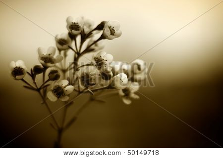 Sepia Coloured Tea Tree Blossom