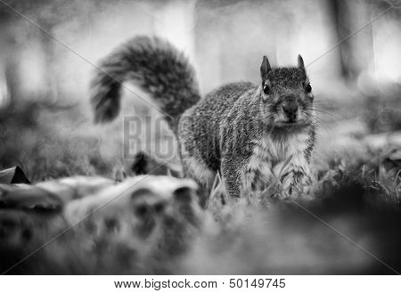 Squirrel Amongst The Leaves