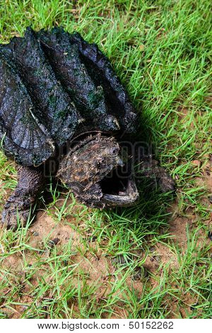 alligator snapping turtle (Macrochelys temminckii)