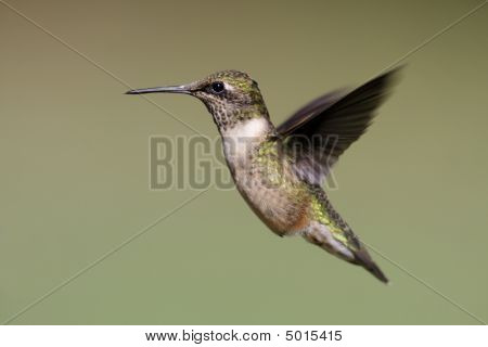 Juvenile Ruby - throated Hummingbird (archilochus Colubris)