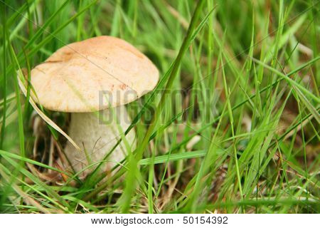 Boletus Edulis
