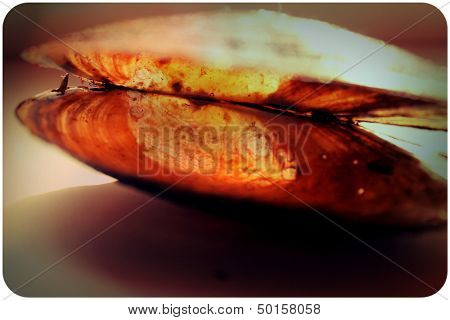 shell