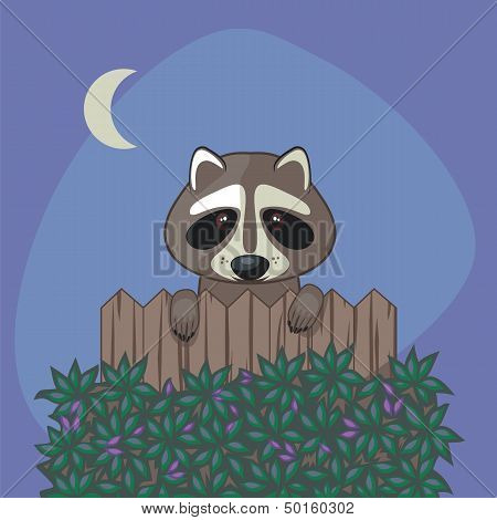 Cute Raccoon