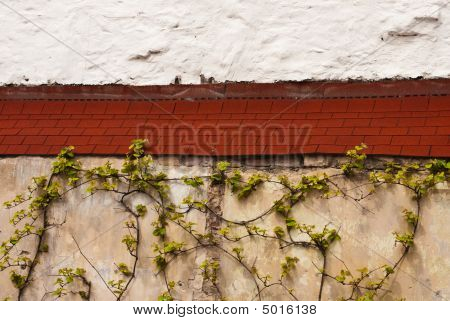 Dorf Wand mit ivy