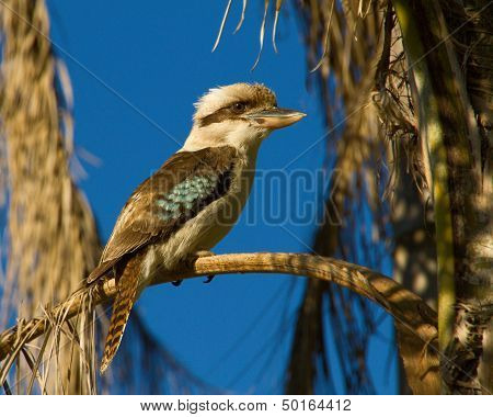 Kookaburra