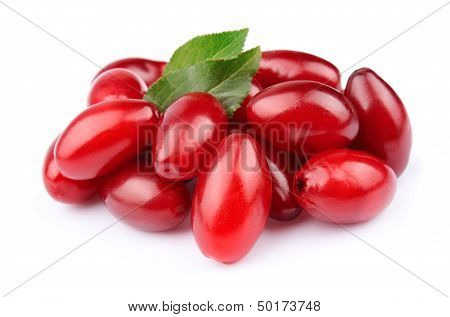 Sweet Dogberry