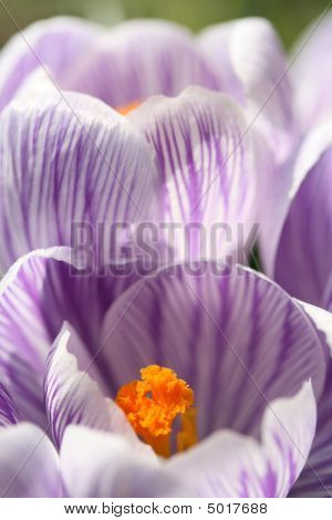 Krokus