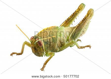 Nymph Of Egyptian Locust Species Anacridium Aegyptium