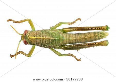 Nymph Of Egyptian Locust Species Anacridium Aegyptium