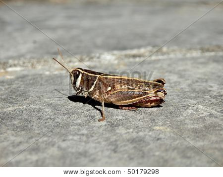 Two-Striped Grasshopper