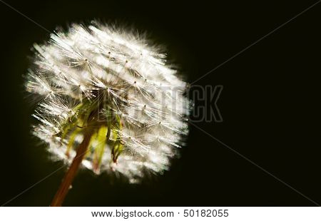 Dandelion On Black