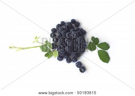 Blackberries isolated on white