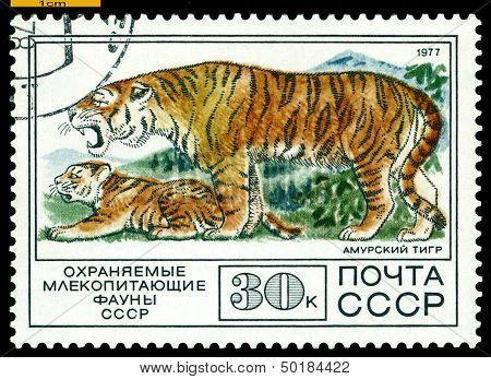 Vintage  Postage Stamp. Tiger And Cub.