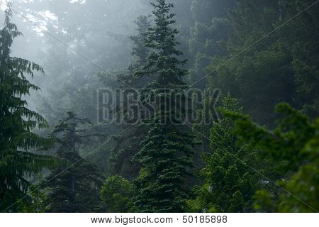 Mysterious Forest
