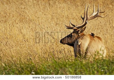 Elk In A Grass