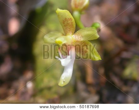 Wild Orchids In Forest Of Thailand
