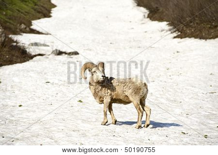 Bighorn Sheep Glacier