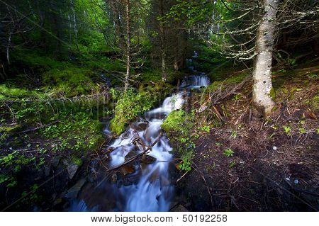 Montana Forest