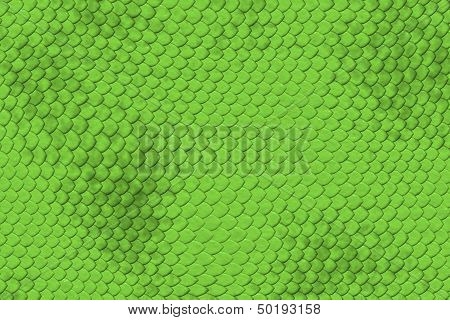 Lizard Skin Pattern