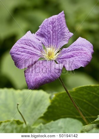 Clematis Flower Close Up