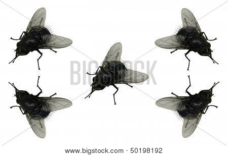 Flies
