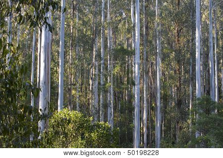 wood