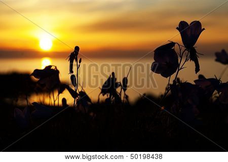 Flowers In The Sunset