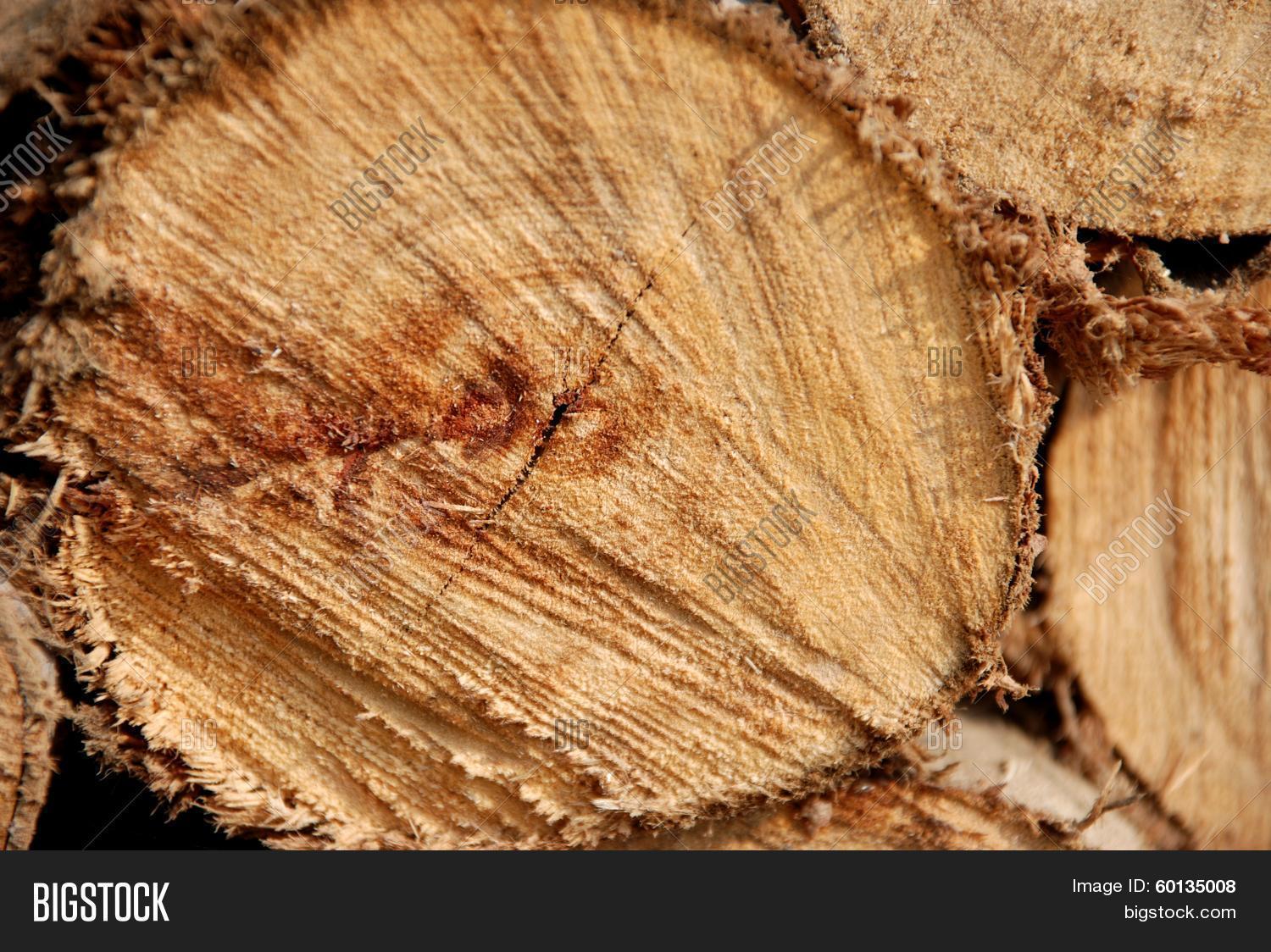 Timber Eucalyptus Tree Image & Photo (Free Trial) Bigstock