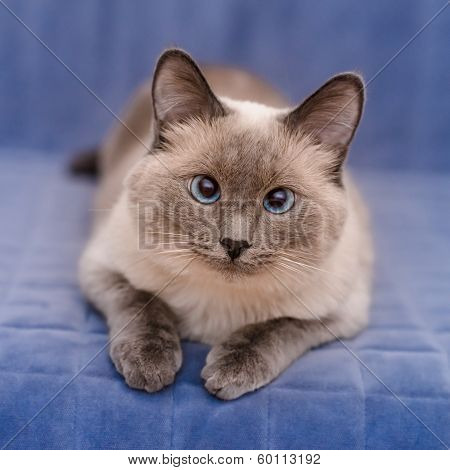 Cute Colorpoint Blue-eyed Cat Lying On Blue Sofa And Looking At Camera