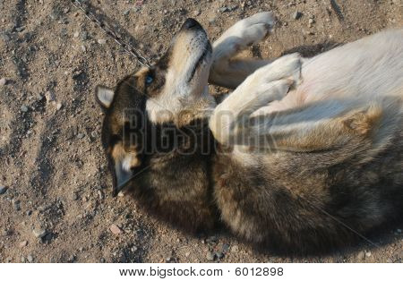Husky amigável