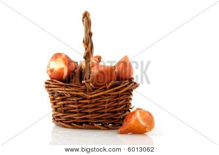 Kukka sipulit tulppaanit