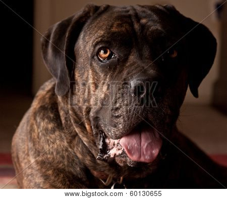 Italian Mastiff Cane Corso
