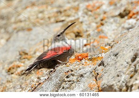 The Wallcreeper (Tichodroma muraria) in natural habitat